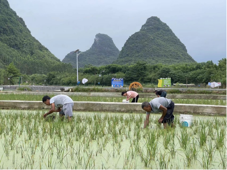 ▲柳江区里高镇木祥屯村民在采集收获螺蛳。崔辰光｜摄