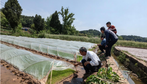 稻田6