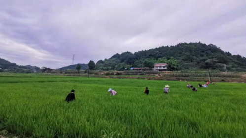 稻田8
