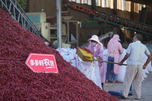 柘城辣椒大市場內正在忙碌的工人。 王紅凱 攝