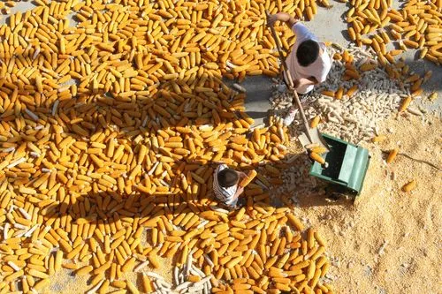 農業農村部：全國秋糧已收獲超11億畝，完成86.9%