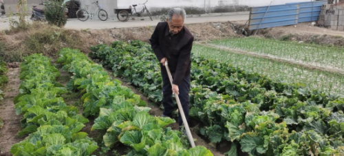 农调户孟宪合在自家菜地耕作。供图：庞冬晓