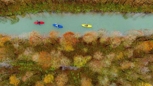12月6日，在安徽省宣城宁国市方塘乡皖南川藏线上的2000余亩红杉林，皮划艇爱好者在红杉林溪流中划行
