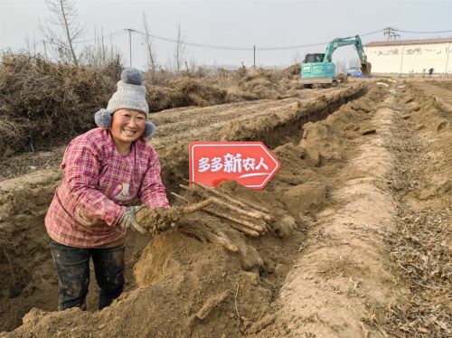 12月初，正值麻山药采收季，新鲜的麻山药将通过新电商平台走进千家万户。沈晓凯 摄

