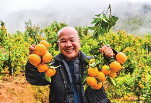  初春时节，福建省福州市永泰县长庆镇福斗村近3000亩高山生态果园迎来丰收季，漫山遍野可见沃柑、砂糖橘等高山水果，村民抢抓农时采收外销。图为在福斗村大森林硕丰农业高山水果基地，返乡创业种植高山水果的村民展示采收的沃柑。新华社