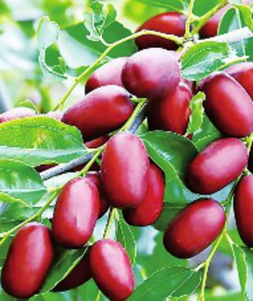 榆林红枣特色农品。