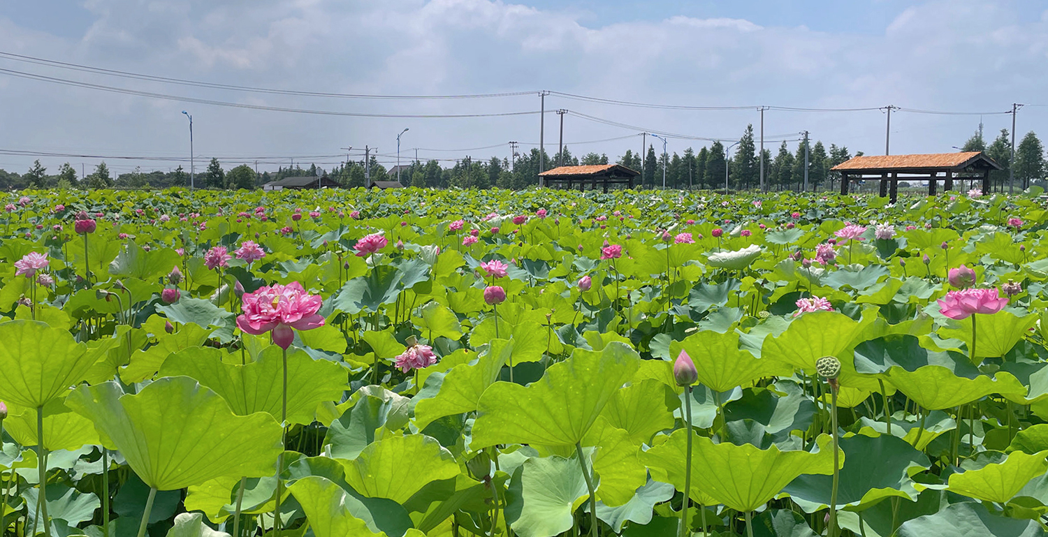 新浜荷花种苗基地