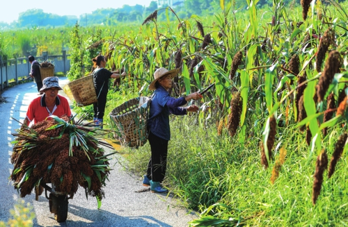  盛夏时节，四川省泸州市的高粱进入收获季，村民趁晴好日子抓紧抢收。图为7月29日泸州市江阳区黄舣镇永兴村村民在收割高粱。    新华社