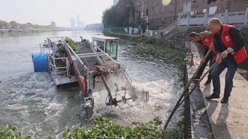 （西渡水闸管理所工作人员正在合力打捞水葫芦）