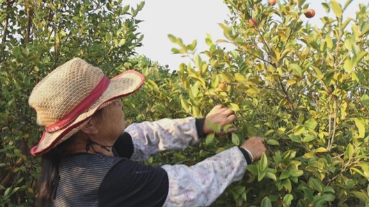 （衡阳县大安乡油茶基地 刘沛林 摄）