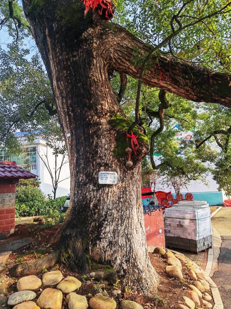 母亲谷内有一座200余年的古庙和三棵300余年古樟树，是村民集聚休闲祈福圣地