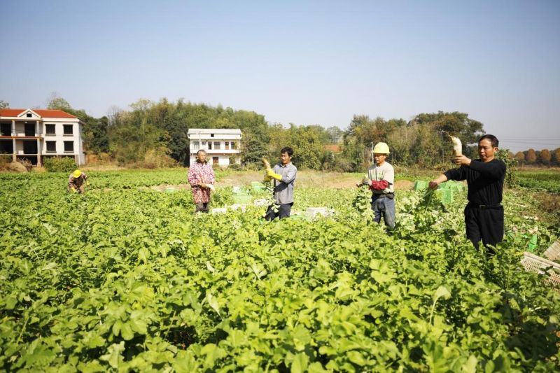 村民收获成熟的白萝卜