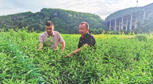  建行海南省分行驻村干部在查看忧遁草生长情况。图片由建行海南省分行提供