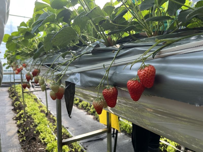 “空中草莓” 科技范十足  助力九台区乡村振兴
