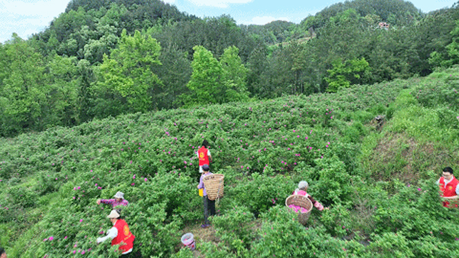 四川宣汉：千亩玫瑰开满山 芳香沁人产业旺