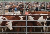 近期牛肉价格为何持续下跌？未来走势如何？