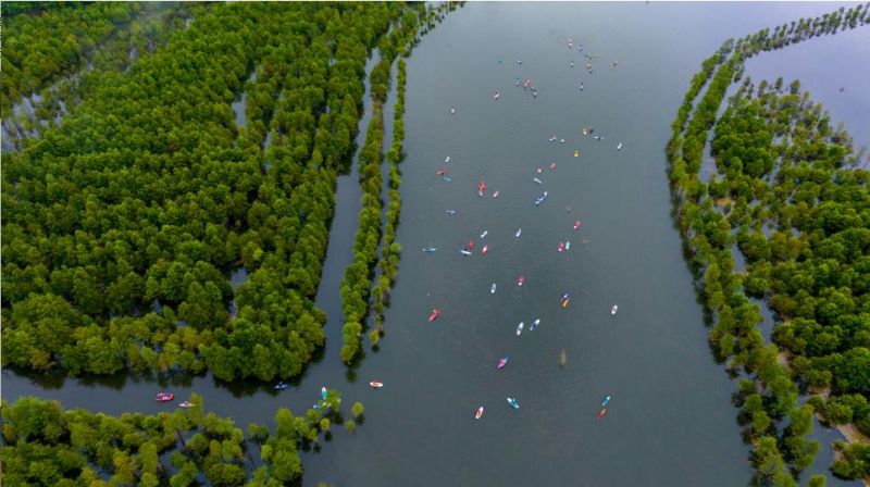 777盛夏时节，在安徽省宁国市方塘乡“皖南川藏线”的落羽杉湿地，百余名桨板爱好者划行在翠绿的落羽杉林中。