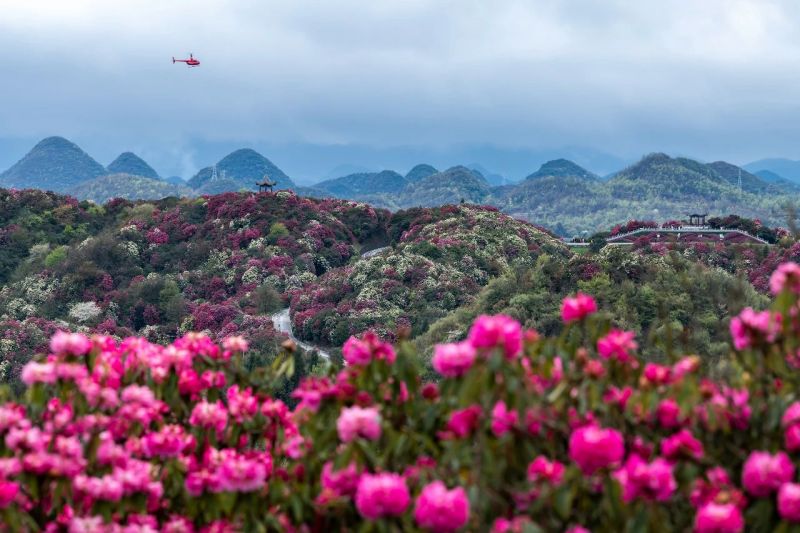 “洞天福地•花海毕节”：远赴1600公里，贵州毕节秋冬精品旅游线路推荐到浙江金华