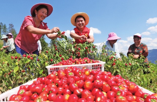  白露节气，各地农民不误农时开展秋收工作。图为在四川省达州市土垭子村，村民加紧采摘珠子椒。新华社