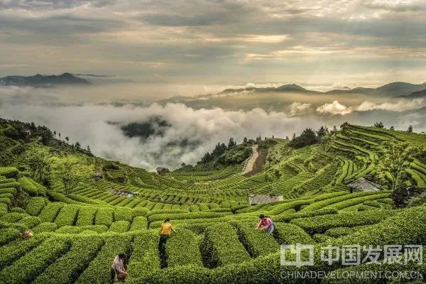 高山云雾茶飘香