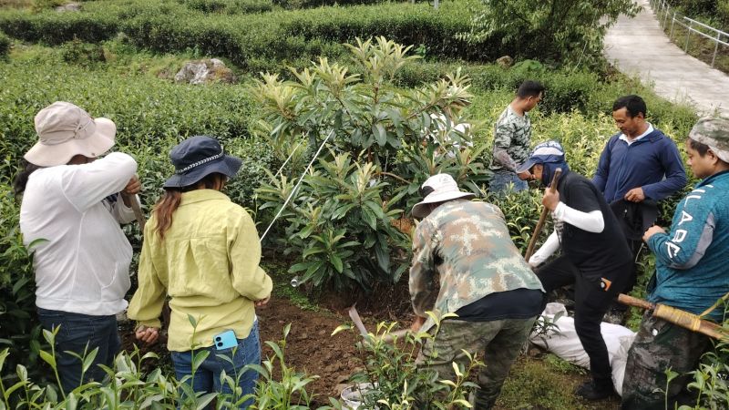 稿件1.茶果套种