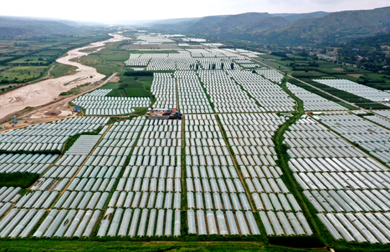 黄岩瓜农在甘肃承包的大片种植地。黄岩区委宣传部供图