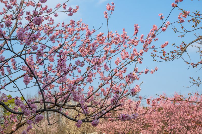 顾村公园内樱花种植面积（1600余亩）、品种（120种）、数量（16000余株）均为上海之最。刘继鸣摄