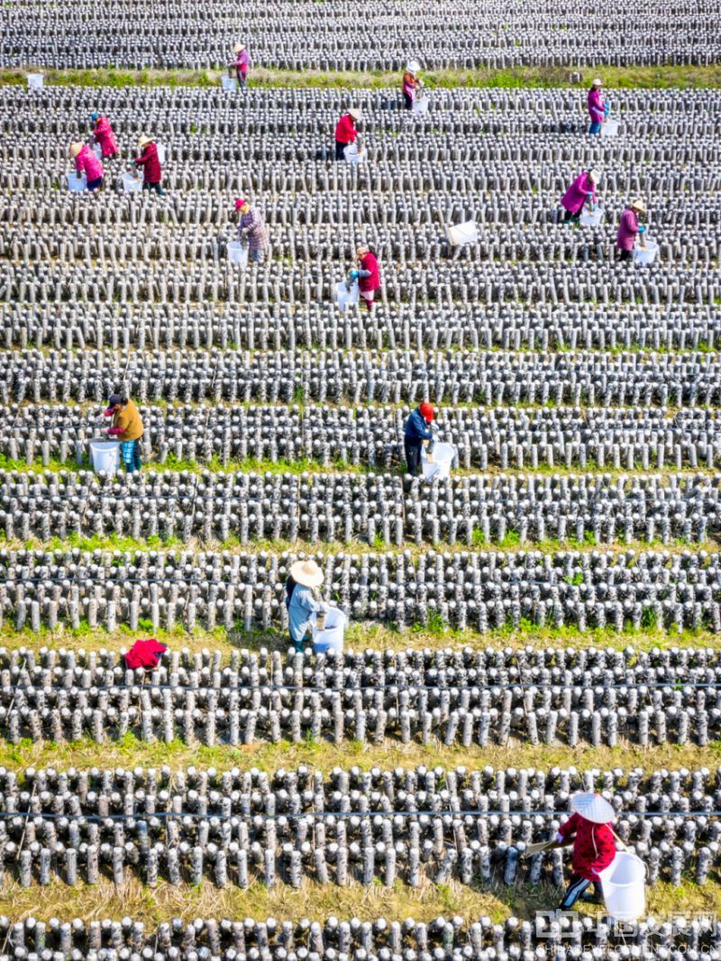 特色食用菌产业绘就乡村振兴新图景。特约摄影记者 张有钢 摄