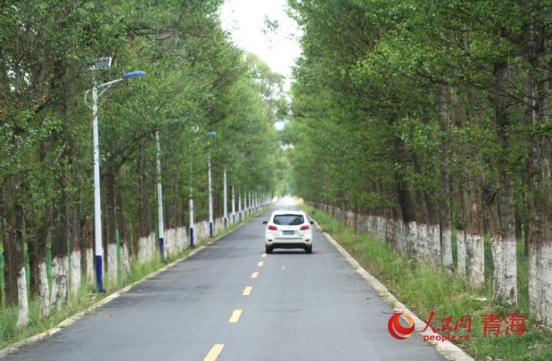 沙珠玉的林荫路。人民网记者 甘海琼摄