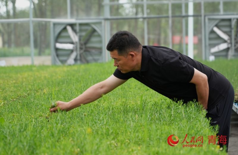 工作人员在打理沙生植物。人民网记者 甘海琼摄