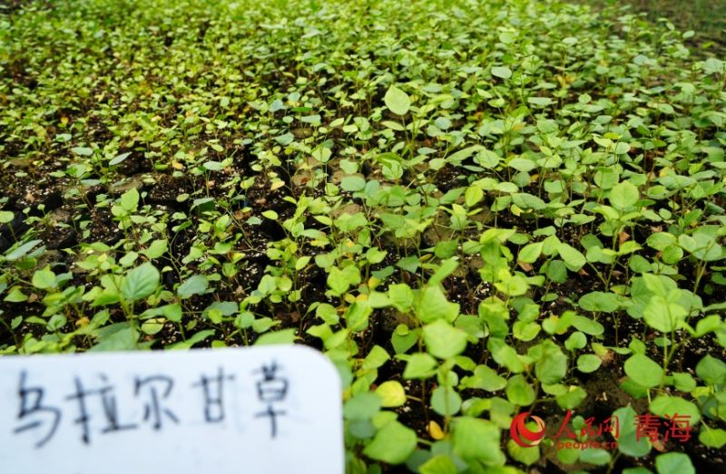 治沙试验站的沙生植物苗。人民网记者 甘海琼摄