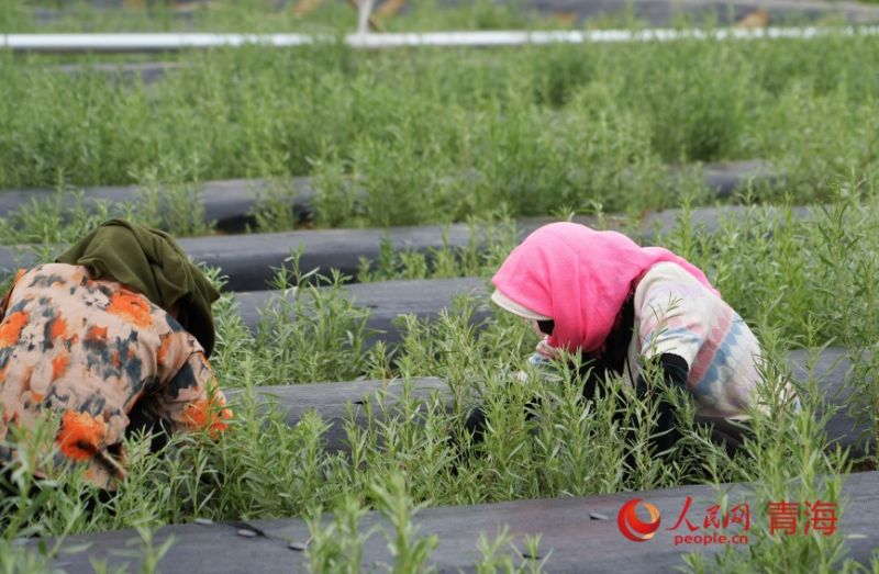 工人在试种的沙生植物苗圃中除草。人民网记者 甘海琼摄