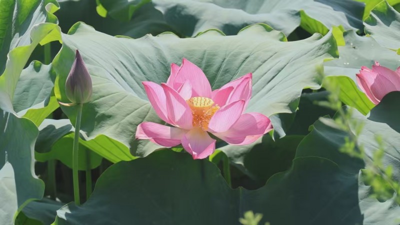 图片3