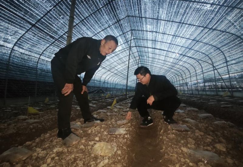 郑先生通过金华银行线上渠道申请“共富菌菇贷”50万元贷款，用于扩大种植规模和建设冷藏设施
