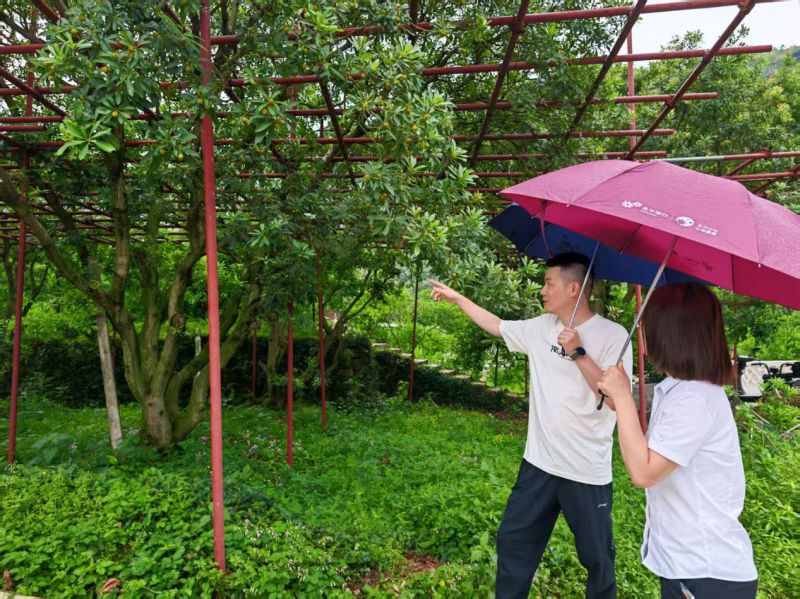 金华银行已为马涧镇杨梅协会发放涉农贷款超两千万