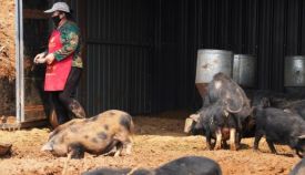 国家将于近期开展中央冻猪肉储备收储