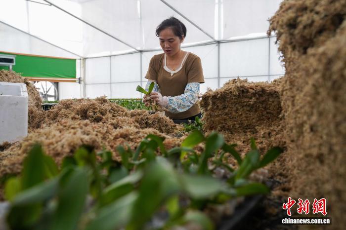 广西花卉走出国门民众从“有花”变成“有钱花”