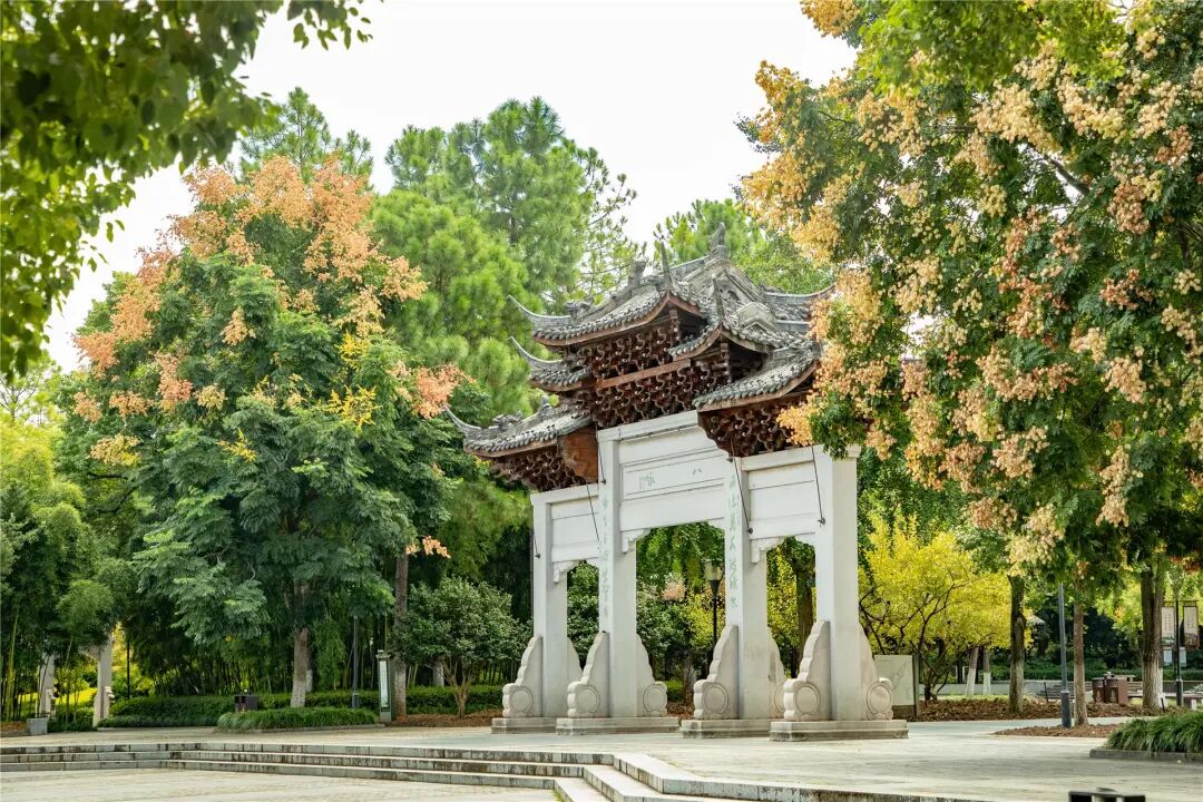 金秋婺城栾树花正盛