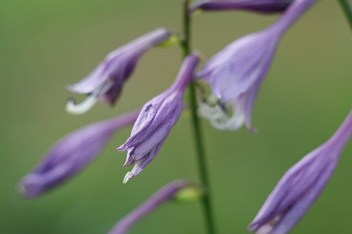 _S6A7694.JPG