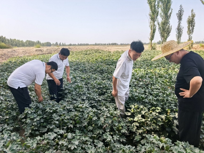中国人寿财险新疆沙雅县支公司农险人员对受灾棉田进行回访