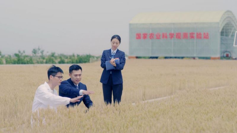 （金融助力盐碱地丰收）