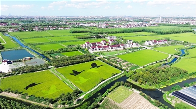 奉贤金汇镇“飞云岛·雁南飞”开门迎客