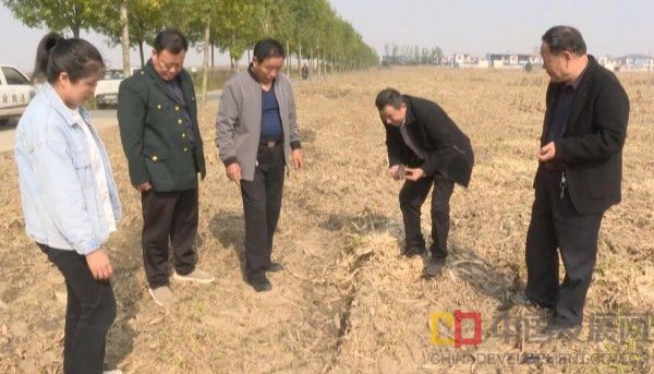 河南商水县农技专家深入田间“把脉开方”，护航小麦抗湿晚播