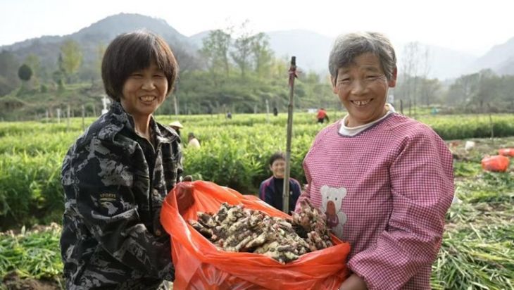 河南新县：小黄姜喜获丰收