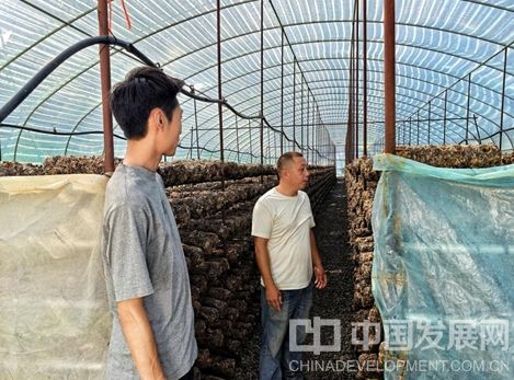 图为庆元籍菇农在河北平泉市食用菌种植基地现场 陈强强 摄
