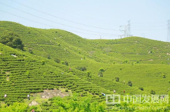 图为湖州长兴白茶产区图景 何宁摄
