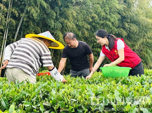 图为稠州银行工作人员和茶农一起采茶 袁思宇摄