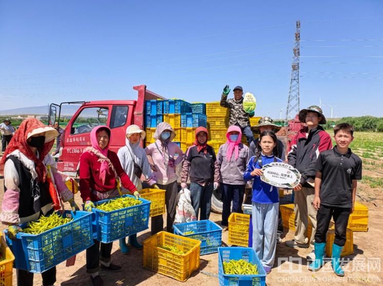 吴忠市红寺堡区太阳山镇银巧合作社黄花菜地采摘工人